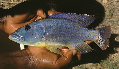Tyrannochromis maculiceps 'Senga Bay'